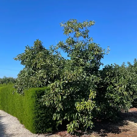 Filip Coral Bay Prázdninový dům Pegeia