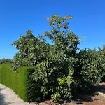 Filip Coral Bay בית נופש פאהיה