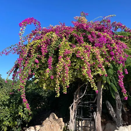 Filip Coral Bay בית נופש פאהיה