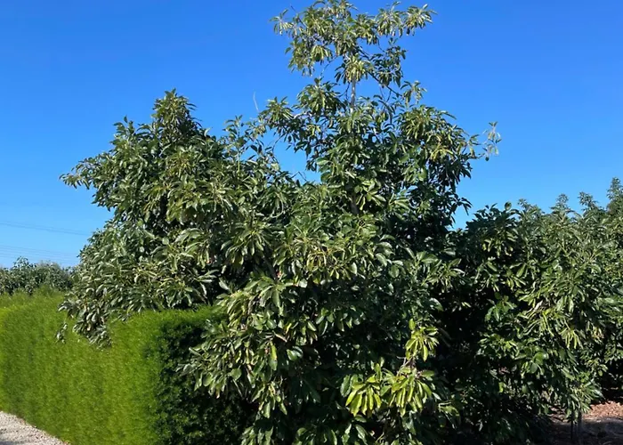 Filip Coral Bay בית נופש פאהיה