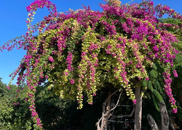 Filip Coral Bay Casa de Férias Peyia